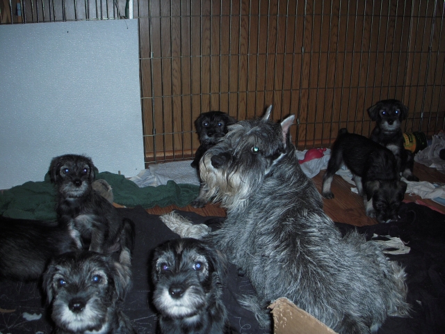 puppies